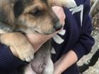 Щенки русской гончей