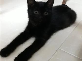   2 ,    , , ,   ,    ,  ,   : ,    