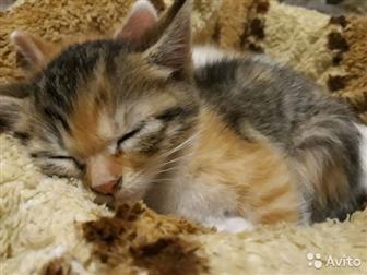 Отдам котят, 1,5 месяца, кошают,к лотку приучены, Рыжий и чёрный-мальчики,трехцветная-девочка, в Астрахани