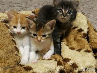 Отдам котят, 1,5 месяца, кошают,к лотку приучены, Рыжий и чёрный-мальчики,трехцветная-девочка, в Астрахани