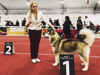       ,  , IMPERIAL GIGANT BOREY ??JUNIOR CHAMPION of RUSSIA, ??CHAMPION of RUSSIA, ??JCH NATIONAL BREED CLUB,  