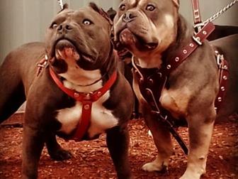 Chel Strong Bully(, ) ,       ,  Bully mafia mr, Bentley, , ,  ,  