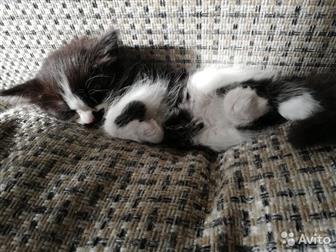  ,     ,  - ,   ,  ,  ,  