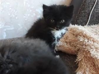  , ,  ,   ,  2 ,       ,   ,  