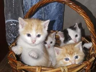     ,  , , ,  ,   ,   1 ,  10 ,      ,  