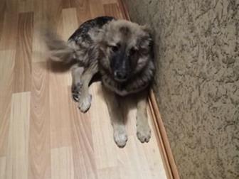 Подобрали на улице со сломаной лапкой, сделали операцию, у себя оставить к сожалению не можем, в Чите