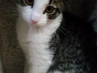    4  ,      ,     ,         ,   