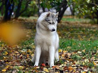    VEZHLIVOST KOROLEI VALMONT (--): SIBERIAN PARADISE GEFEST LE GRANT (,  ) ( !!!   , ,  