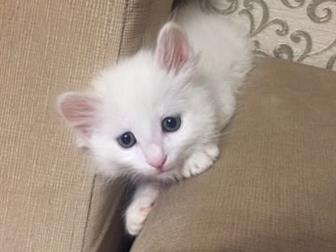     ,         -  ,  ?? , ,   ,    