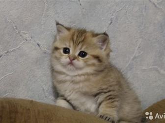       ( scottish-straight  and Scottish-fold ) ,    ,  ,  01, 09, 19,    ,    