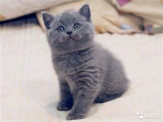   ,  ,   ,   Scottish Straight  Scottish Fold,  - 5500,   ,    