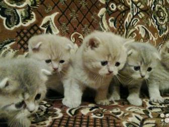      Scottish Strait Shorthair (   )   ,    ,      -