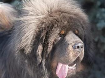 Puppies Tibetan mastiff lion type , full pedigree FCI , show class!!! Kennel MISTIK RAINGER 14, 02, 2020     ( - 16659)    