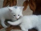Отдам в добрые руки очень красивых котят