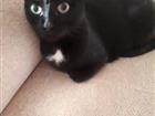 Кошка ищет дом