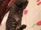 Отдам котика