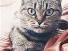 Кошка ищет дом