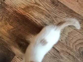      ()     ,  