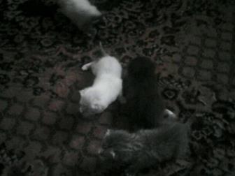     ,    ,     ,  