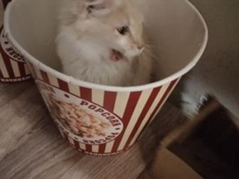   (  )   ,   , ,   ,   ,    ,   