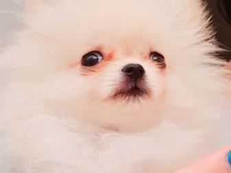 GERMAN SPITS/TOY/ POMERANIAN  !  , , !  ,    1,8,  ! -   1,8  