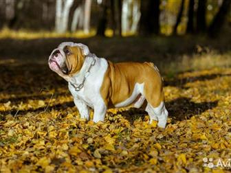      ,     (Ch, Impressive Bull Lester   Jch, Victory Show-Queen from Birch House),     