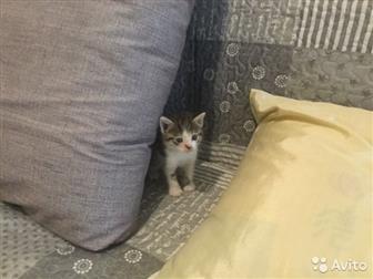       ,    ,    , ,    ,       ,  