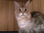 Котёнок