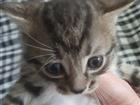 Котик-животное компаньон. Меняю на соль или продам