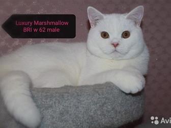  Marshmallow       ,   ,  ,     9   6300,  ,  