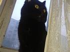 Хороший Кот