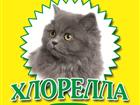 Свежее фотографию Корм для животных Порошок Хлореллы 34582715 в Москве