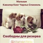 ������� ���� ������ ��������-������� � ������