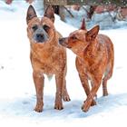 ����� �������������� ������ (��������)