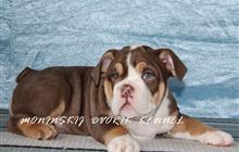     Chocolate tri color