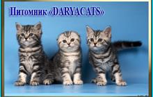     Daryacats