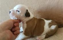 ����� ������������� ���������������� �������