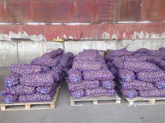 Смотреть foto  Картофель оптом ото производителя 67788063 в Армавире