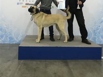 �������� ��������߻, ���������� � ���������� ����� �������� ������ ���������� ���,  � ����� ��������� ������� �������������� ������ ����������� ������� (��������� � ������
