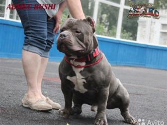     !!!   ,   -   BUSHI        !  - American Bully Moscow  