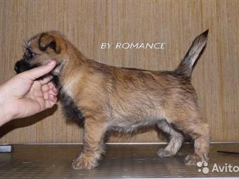   -   ,   KENNEL BY ROMANCE      ,     ,   ,    