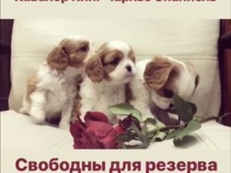 ����� �������� �� ��������, � ������