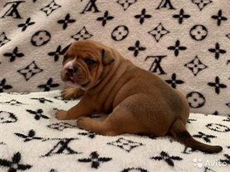  ,  , American Bully     ,   :  ,  :  ABKC :  (  35-37  