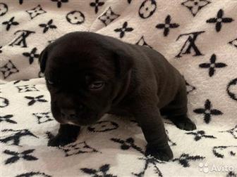  ,  , American Bully     ,   :  ,  :  ABKC :  (  35-37  