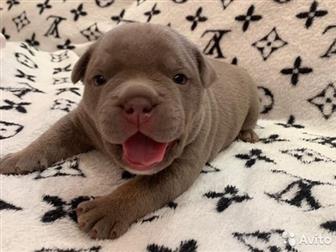  ,  , American Bully     ,   :  ,  :  ABKC :  (  35-37  