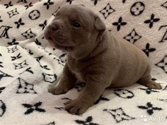  ,  , American Bully     ,   :  ,  :  ABKC :  (  35-37  