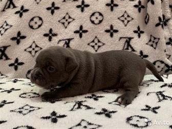  ,  , American Bully     ,   :  ,  :  ABKC :  (  35-37  