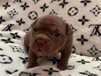  ,  , American Bully     ,   :  ,  :  ABKC :  (  35-37  