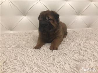 ��� ��������� ����������, ������������ ���������  ����� ������ � �������� �����,  ���������������, ���������� � ������,  �������������, �ce �e�ep������� ��p��p����� � ������
