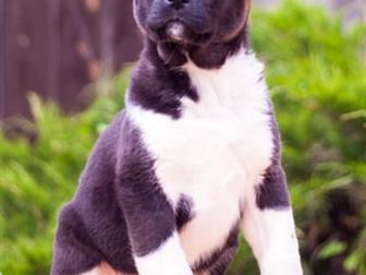          INDEVOR SIMPLY INVINCIBLE AKA LEVA   ,  ,  ,  ,    